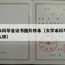 大学本科毕业证书图片样本（大学本科毕业证长什么样）