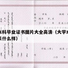 大学本科毕业证书图片大全高清（大学本科毕业证长什么样）