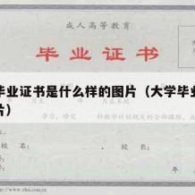 大学毕业证书是什么样的图片（大学毕业证证书图片）