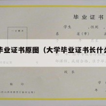 大学毕业证书原图（大学毕业证书长什么样子）