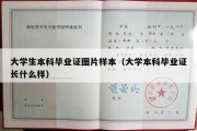 大学生本科毕业证图片样本（大学本科毕业证长什么样）