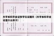 大学本科毕业证和学位证图片（大学本科毕业证是什么样子）