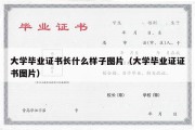 大学毕业证书长什么样子图片（大学毕业证证书图片）