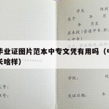 中专毕业证图片范本中专文凭有用吗（中专毕业证长啥样）