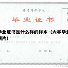 大学毕业证书是什么样的样本（大学毕业证书样本图片）