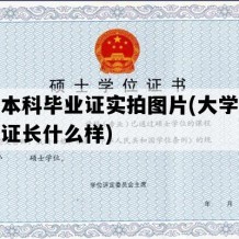 大学本科毕业证实拍图片(大学本科毕业证长什么样)