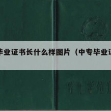 中专毕业证书长什么样图片（中专毕业证样本图片）