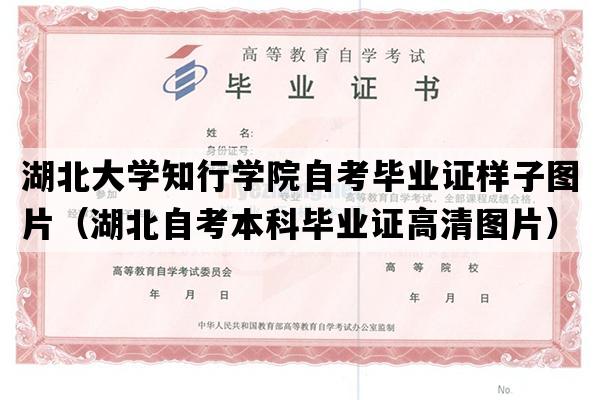 湖北大学知行学院自考毕业证样子图片（湖北自考本科毕业证高清图片）