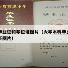 本科毕业证和学位证图片（大学本科毕业证和学位证图片）